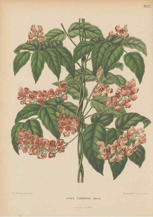 Reproducción/Reproduction 49798118686: Flora :. Groningen :J.B. Wolters,[1868]. 