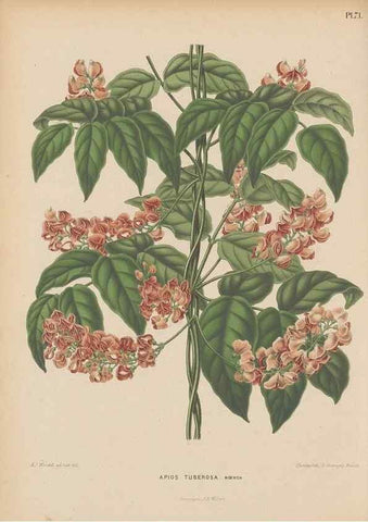 Reproducción/Reproduction 49798118686: Flora :. Groningen :J.B. Wolters,[1868]. 