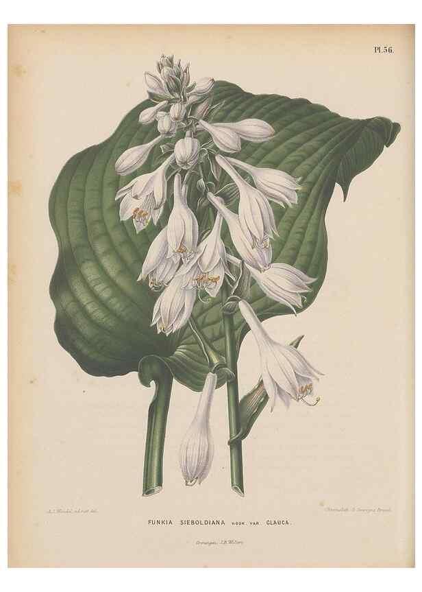 Reproducción/Reproduction 49798114431: Flora :. Groningen :J.B. Wolters,[1868]. 
