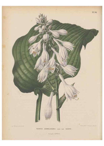 Reproducción/Reproduction 49798114431: Flora :. Groningen :J.B. Wolters,[1868]. 