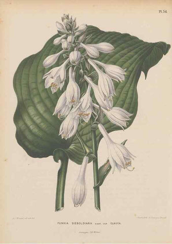 Reproducción/Reproduction 49798114431: Flora :. Groningen :J.B. Wolters,[1868]. 