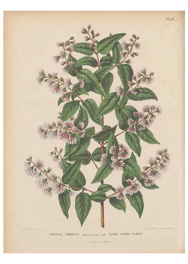 Reproducción/Reproduction 49797564103: Flora :. Groningen :J.B. Wolters,[1868]. 