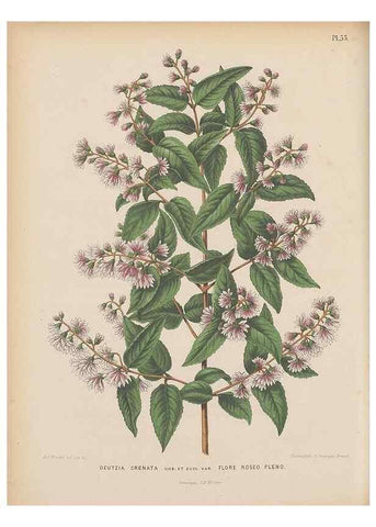 Reproducción/Reproduction 49797564103: Flora :. Groningen :J.B. Wolters,[1868]. 