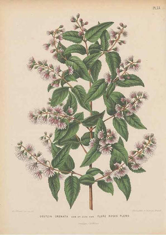 Reproducción/Reproduction 49797564103: Flora :. Groningen :J.B. Wolters,[1868]. 