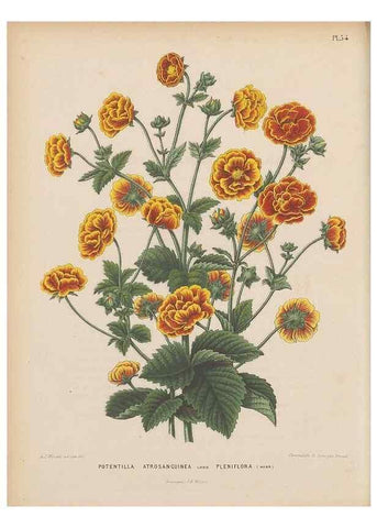 Reproducción/Reproduction 49798421387: Flora :. Groningen :J.B. Wolters,[1868]. 