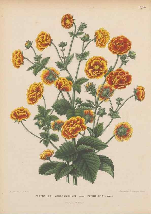 Reproducción/Reproduction 49798421387: Flora :. Groningen :J.B. Wolters,[1868]. 