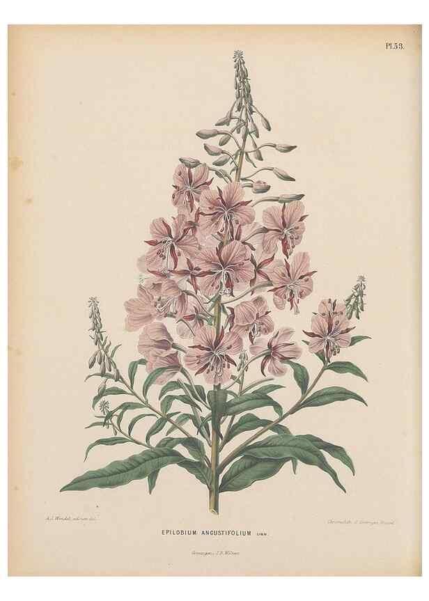 Reproducción/Reproduction 49798421167: Flora :. Groningen :J.B. Wolters,[1868]. 