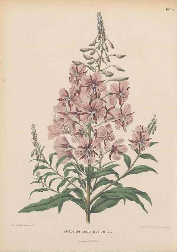 Reproducción/Reproduction 49798421167: Flora :. Groningen :J.B. Wolters,[1868]. 