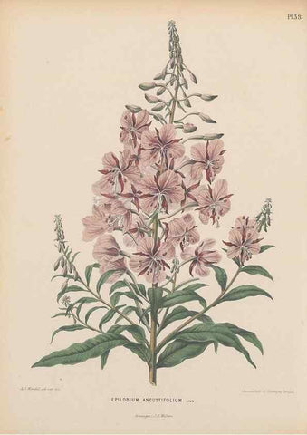 Reproducción/Reproduction 49798421167: Flora :. Groningen :J.B. Wolters,[1868]. 