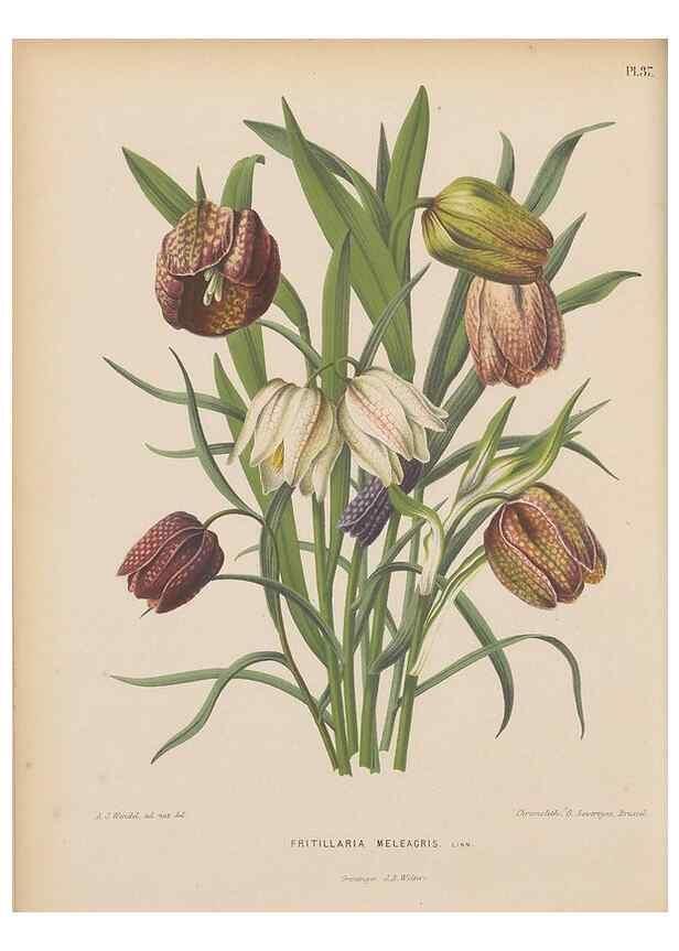 Reproducción/Reproduction 49798416227: Flora :. Groningen :J.B. Wolters,[1868]. 