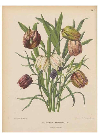 Reproducción/Reproduction 49798416227: Flora :. Groningen :J.B. Wolters,[1868]. 