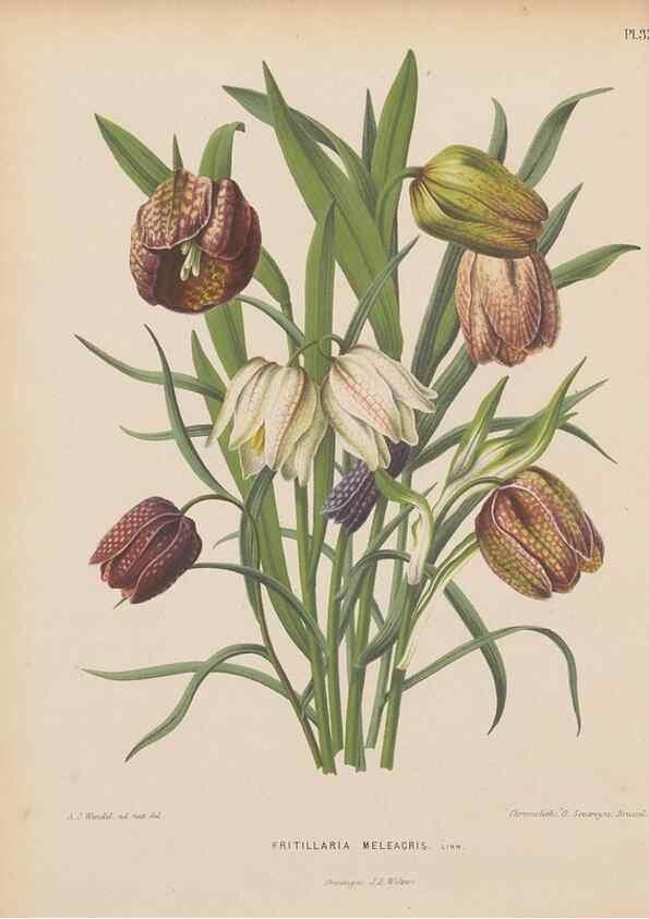 Reproducción/Reproduction 49798416227: Flora :. Groningen :J.B. Wolters,[1868]. 