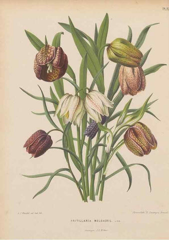 Reproducción/Reproduction 49798416227: Flora :. Groningen :J.B. Wolters,[1868]. 