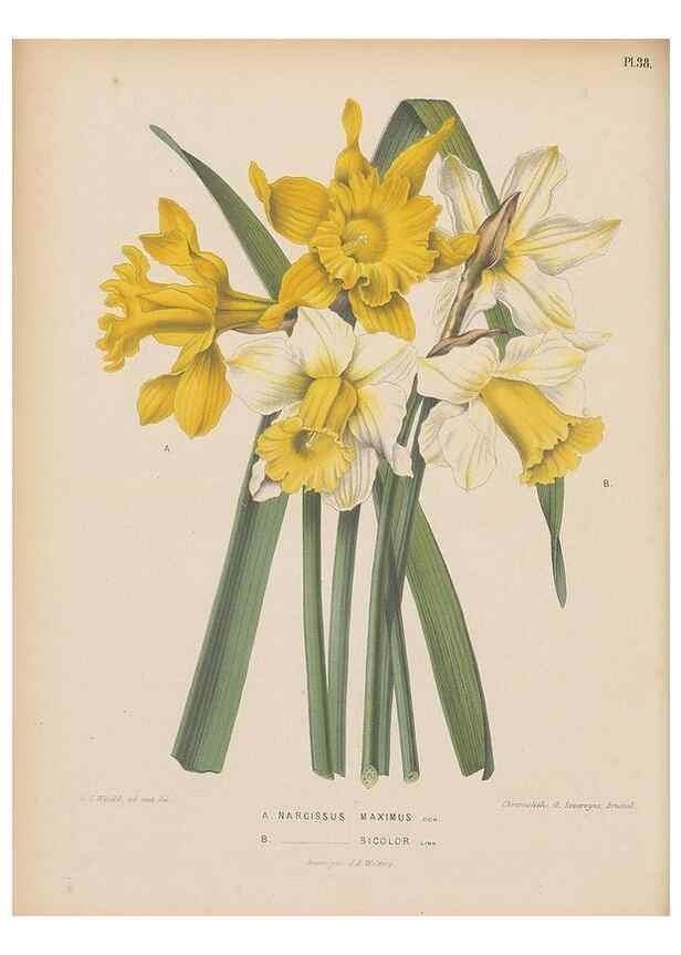 Reproducción/Reproduction 49798108816: Flora :. Groningen :J.B. Wolters,[1868]. 