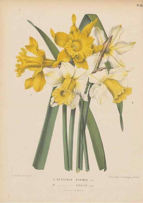 Reproducción/Reproduction 49798108816: Flora :. Groningen :J.B. Wolters,[1868]. 