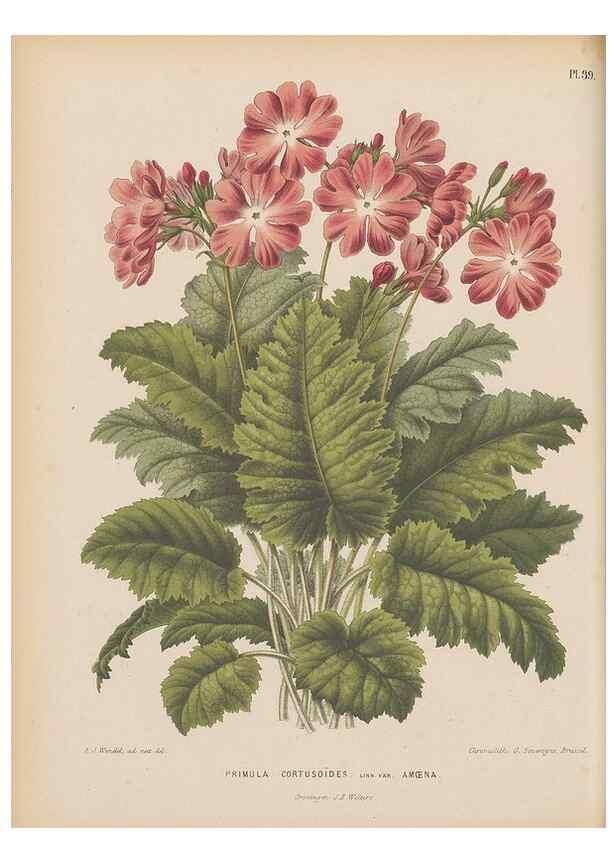 Reproducción/Reproduction 49797559308: Flora :. Groningen :J.B. Wolters,[1868]. 