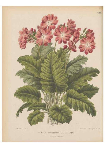 Reproducción/Reproduction 49797559308: Flora :. Groningen :J.B. Wolters,[1868]. 