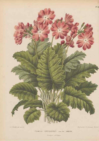 Reproducción/Reproduction 49797559308: Flora :. Groningen :J.B. Wolters,[1868]. 
