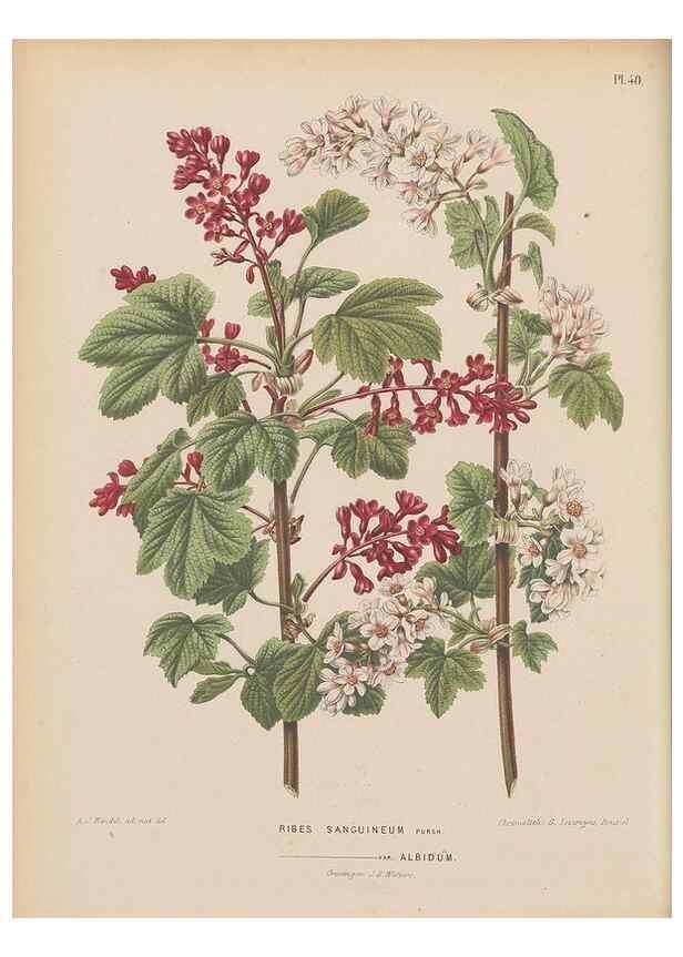 Reproducción/Reproduction 49798417467: Flora :. Groningen :J.B. Wolters,[1868]. 