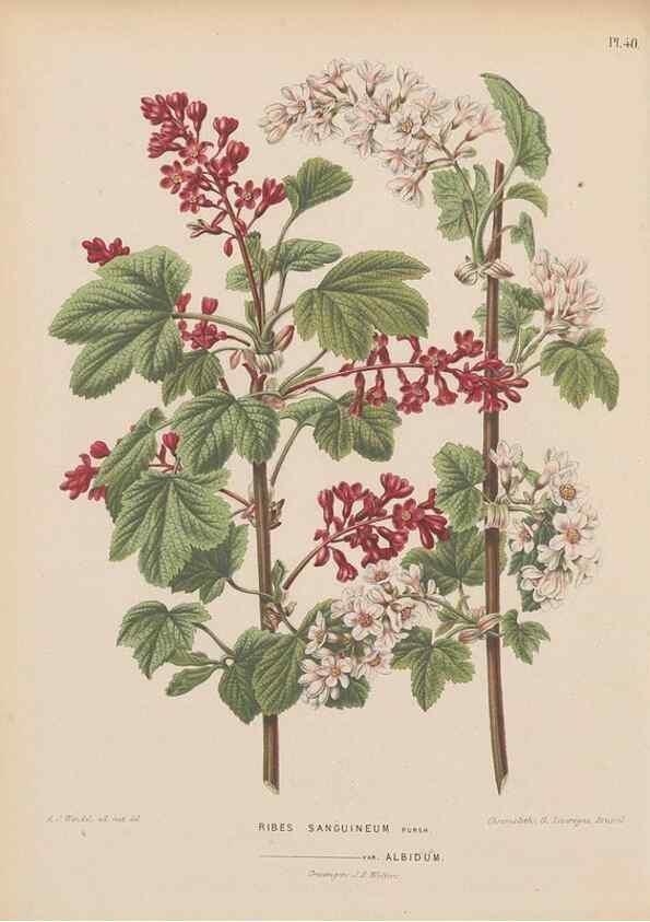 Reproducción/Reproduction 49798417467: Flora :. Groningen :J.B. Wolters,[1868]. 