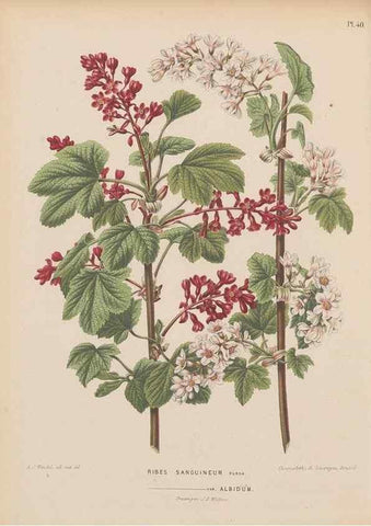 Reproducción/Reproduction 49798417467: Flora :. Groningen :J.B. Wolters,[1868]. 
