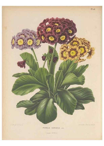 Reproducción/Reproduction 49798417787: Flora :. Groningen :J.B. Wolters,[1868]. 