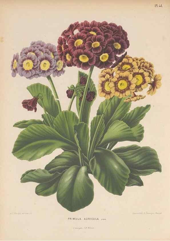Reproducción/Reproduction 49798417787: Flora :. Groningen :J.B. Wolters,[1868]. 