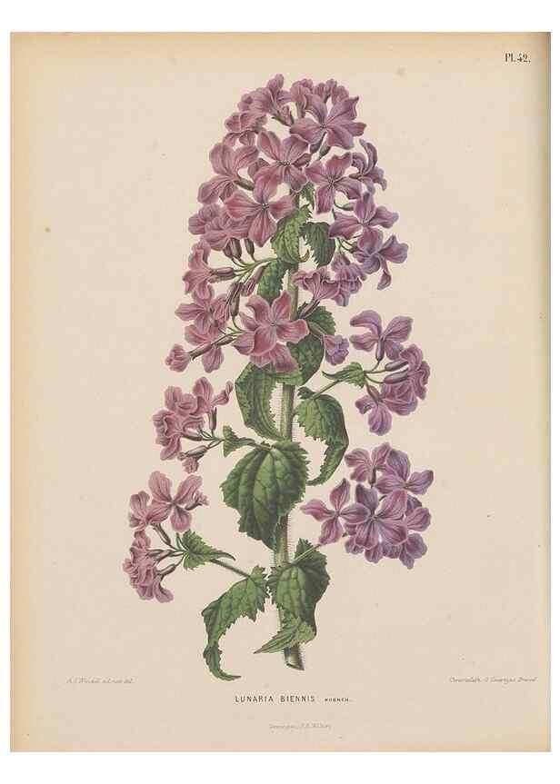 Reproducción/Reproduction 49798418087: Flora :. Groningen :J.B. Wolters,[1868]. 