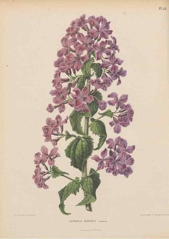 Reproducción/Reproduction 49798418087: Flora :. Groningen :J.B. Wolters,[1868]. 