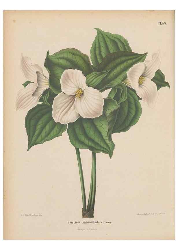 Reproducción/Reproduction 49798110331: Flora :. Groningen :J.B. Wolters,[1868]. 