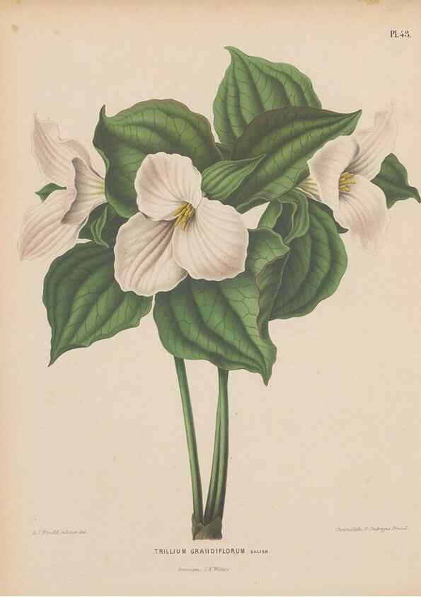 Reproducción/Reproduction 49798110331: Flora :. Groningen :J.B. Wolters,[1868]. 
