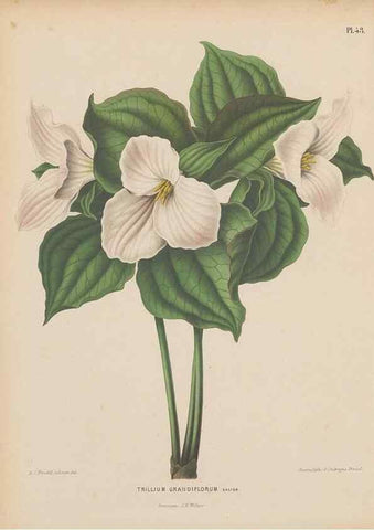 Reproducción/Reproduction 49798110331: Flora :. Groningen :J.B. Wolters,[1868]. 