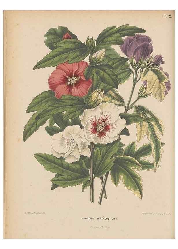 Reproducción/Reproduction 49797569188: Flora :. Groningen :J.B. Wolters,[1868]. 