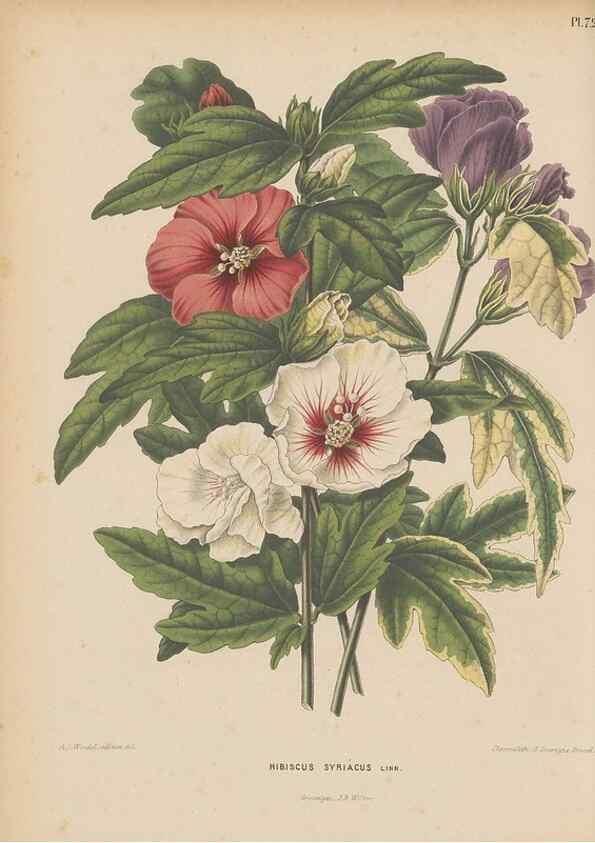 Reproducción/Reproduction 49797569188: Flora :. Groningen :J.B. Wolters,[1868]. 