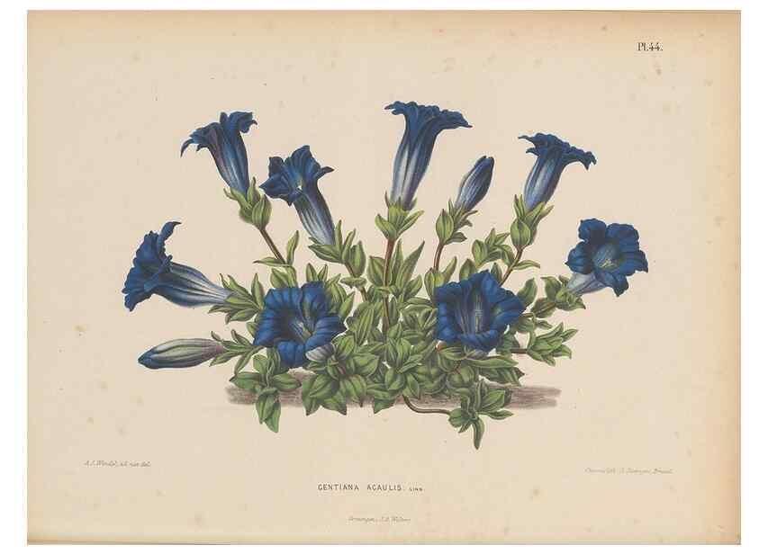Reproducción/Reproduction 49798418632: Flora :. Groningen :J.B. Wolters,[1868]. 