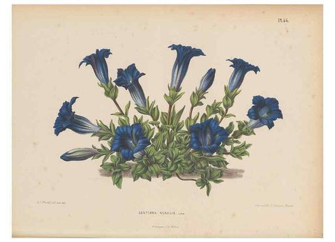 Reproducción/Reproduction 49798418632: Flora :. Groningen :J.B. Wolters,[1868]. 
