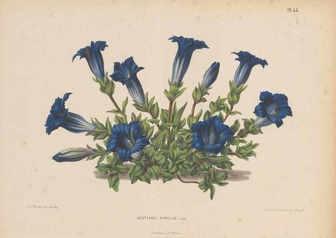 Reproducción/Reproduction 49798418632: Flora :. Groningen :J.B. Wolters,[1868]. 
