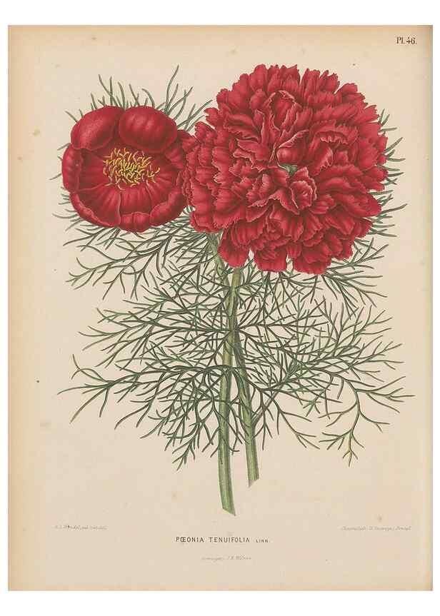 Reproducción/Reproduction 49797561548: Flora :. Groningen :J.B. Wolters,[1868]. 