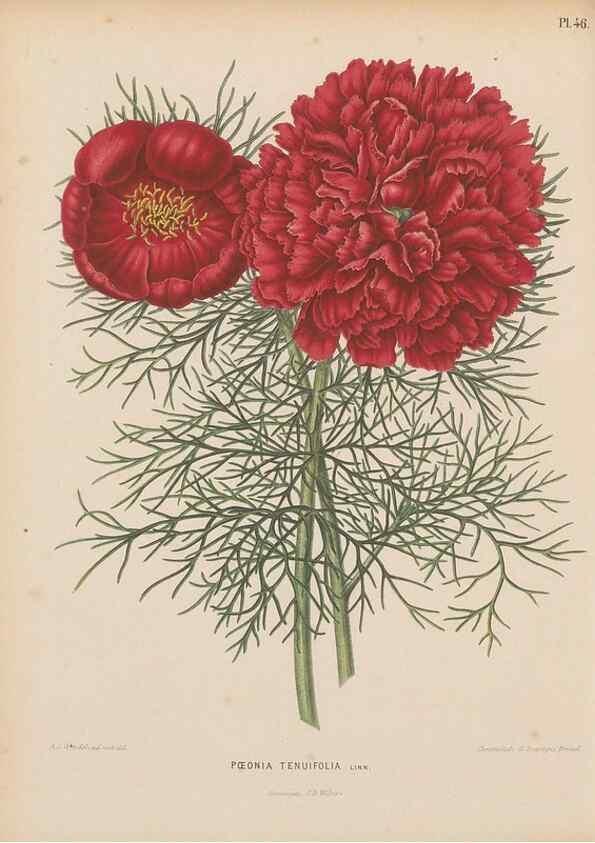 Reproducción/Reproduction 49797561548: Flora :. Groningen :J.B. Wolters,[1868]. 