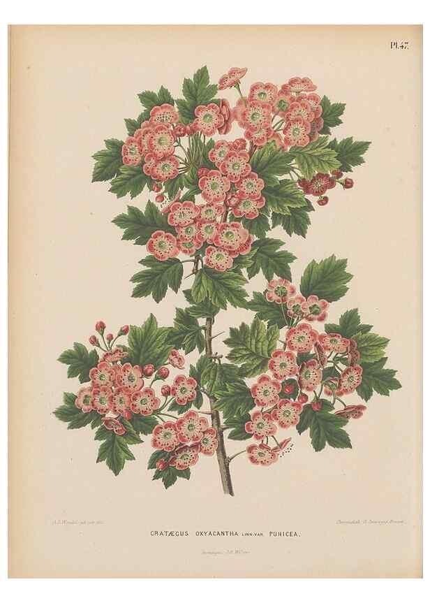 Reproducción/Reproduction 49798419567: Flora :. Groningen :J.B. Wolters,[1868]. 