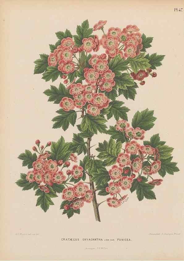Reproducción/Reproduction 49798419567: Flora :. Groningen :J.B. Wolters,[1868]. 