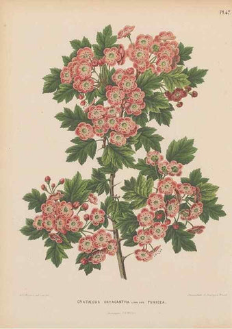 Reproducción/Reproduction 49798419567: Flora :. Groningen :J.B. Wolters,[1868]. 