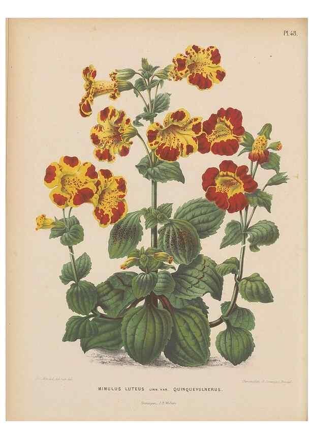 Reproducción/Reproduction 49797562168: Flora :. Groningen :J.B. Wolters,[1868]. 