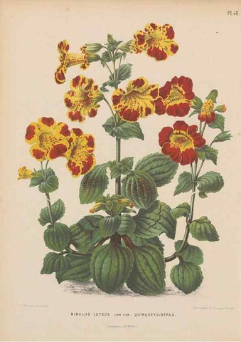 Reproducción/Reproduction 49797562168: Flora :. Groningen :J.B. Wolters,[1868]. 