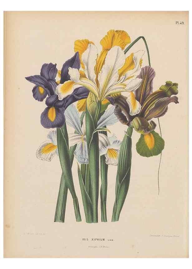 Reproducción/Reproduction 49798112431: Flora :. Groningen :J.B. Wolters,[1868]. 