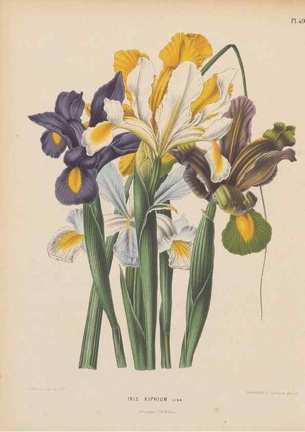 Reproducción/Reproduction 49798112431: Flora :. Groningen :J.B. Wolters,[1868]. 