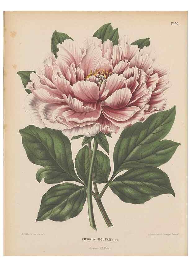 Reproducción/Reproduction 49797562758: Flora :. Groningen :J.B. Wolters,[1868]. 