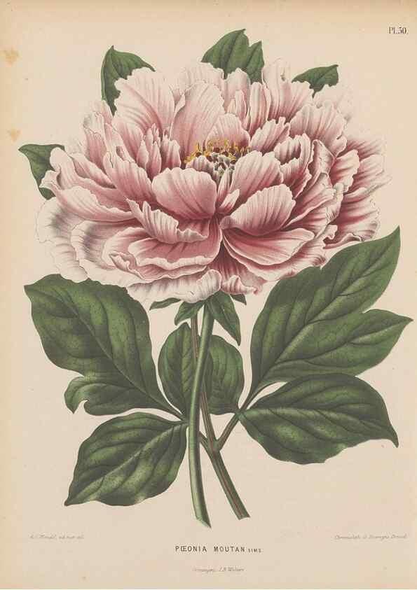 Reproducción/Reproduction 49797562758: Flora :. Groningen :J.B. Wolters,[1868]. 