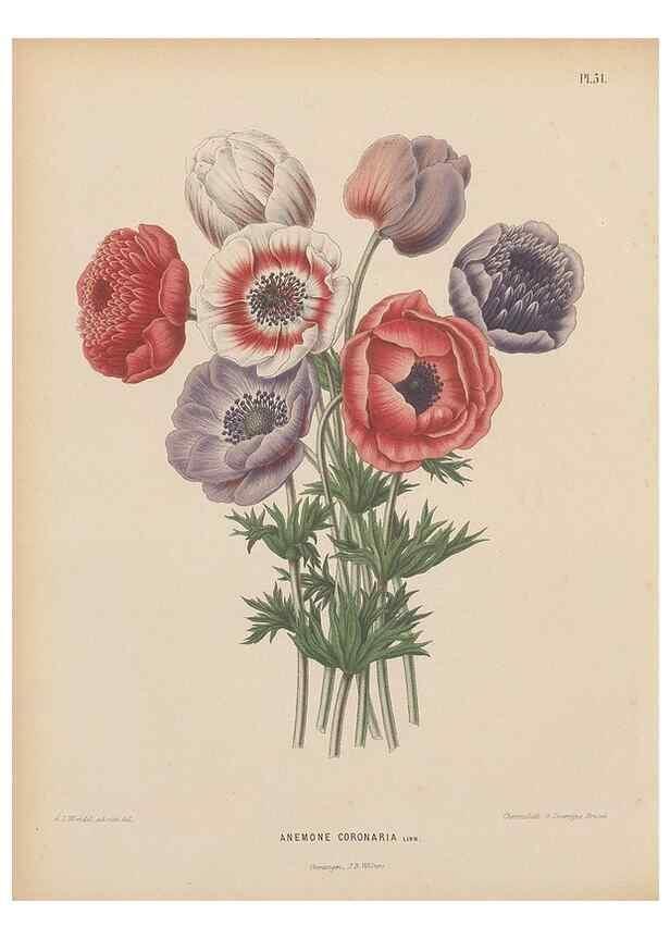 Reproducción/Reproduction 49797562968: Flora :. Groningen :J.B. Wolters,[1868]. 