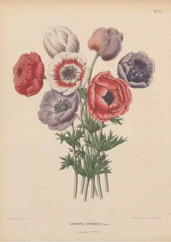 Reproducción/Reproduction 49797562968: Flora :. Groningen :J.B. Wolters,[1868]. 